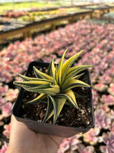 Load image into Gallery viewer, Haworthia limifolia variegata - April Farm/Rare Succulents