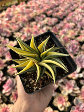 Load image into Gallery viewer, Haworthia limifolia variegata - April Farm/Rare Succulents