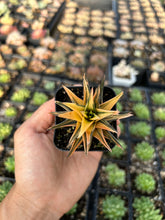 Load image into Gallery viewer, Haworthia variegated Ivory - April Farm/Rare Succulents