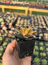 Load image into Gallery viewer, Haworthia variegated Ivory - April Farm/Rare Succulents