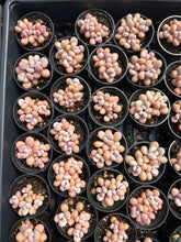 Load image into Gallery viewer, Graptopetalum Amethystinum mini cluster - April Farm/Rare Succulent