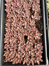 Load image into Gallery viewer, Echeveria Agavoides Psyche - April Farm/Rare Succulent