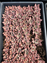 Load image into Gallery viewer, Echeveria Agavoides Psyche - April Farm/Rare Succulent