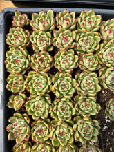 Load image into Gallery viewer, Echeveria Blue Dragon - April Farm/Rare Succulents