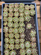 Load image into Gallery viewer, Echeveria Blue Dragon - April Farm/Rare Succulents