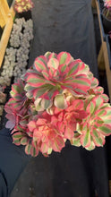 Load image into Gallery viewer, Valentine's Day gift - Aeonium Pink Witch Bouquet