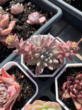 Load image into Gallery viewer, Dudleya gnoma S.W.McCabe (White Greenii) - April Farm/Rare Succulents