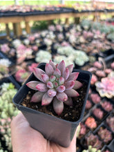Load image into Gallery viewer, xPachyveria 'Angel's Finger' - April Farm/Rare Succulent