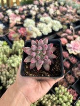 Load image into Gallery viewer, xPachyveria 'Angel's Finger' - April Farm/Rare Succulent