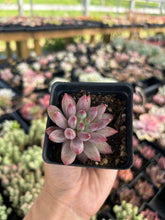 Load image into Gallery viewer, xPachyveria 'Angel's Finger' - April Farm/Rare Succulent