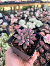 Load image into Gallery viewer, xPachyveria 'Angel's Finger' - April Farm/Rare Succulent