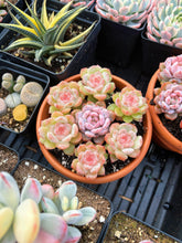 Load image into Gallery viewer, Echeveria Aroma/Pink Monroe combo - April Farm/Rare Succulent