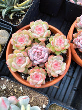 Load image into Gallery viewer, Echeveria Aroma/Pink Monroe combo - April Farm/Rare Succulent