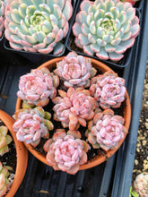 Load image into Gallery viewer, Echeveria Aroma/Pink Monroe combo - April Farm/Rare Succulent