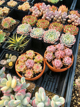 Load image into Gallery viewer, Echeveria Aroma/Pink Monroe combo - April Farm/Rare Succulent