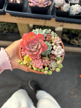 Load image into Gallery viewer, Succulents mini arrangement - April Farm/Rare Succulent