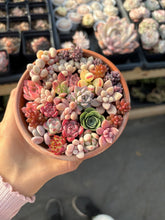 Load image into Gallery viewer, Succulents mini arrangement - April Farm/Rare Succulent