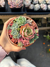 Load image into Gallery viewer, Succulents mini arrangement - April Farm/Rare Succulent