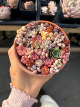 Load image into Gallery viewer, Succulents mini arrangement - April Farm/Rare Succulent