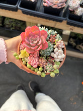 Load image into Gallery viewer, Succulents mini arrangement - April Farm/Rare Succulent