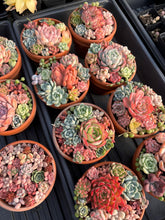 Load image into Gallery viewer, Succulents mini arrangement - April Farm/Rare Succulent