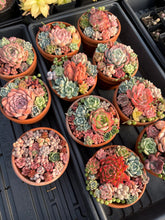 Load image into Gallery viewer, Succulents mini arrangement - April Farm/Rare Succulent