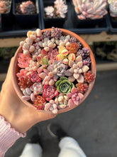 Load image into Gallery viewer, Succulents mini arrangement - April Farm/Rare Succulent