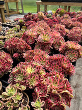 Load image into Gallery viewer, Aeonium Pink Witch - April Farm/Rare Succulents
