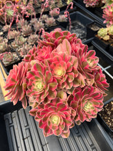 Load image into Gallery viewer, Aeonium Pink Witch - April Farm/Rare Succulents