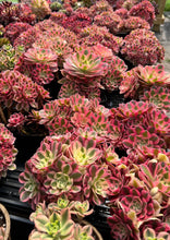 Load image into Gallery viewer, Aeonium Pink Witch - April Farm/Rare Succulents
