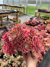 Load image into Gallery viewer, Aeonium Pink Witch - April Farm/Rare Succulents
