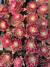 Load image into Gallery viewer, Aeonium Pink Witch - April Farm/Rare Succulents