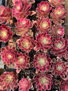 Aeonium Pink Witch - April Farm/Rare Succulents