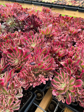 Load image into Gallery viewer, Aeonium Pink Witch - April Farm/Rare Succulents