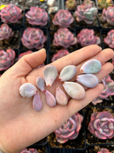 Load image into Gallery viewer, Random Succulent Leaves - April Farm/Rare Succulent