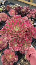 Load and play video in Gallery viewer, Aeonium Pink Witch - April Farm/Rare Succulents
