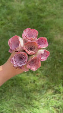 Load and play video in Gallery viewer, Aeonium Aurea ex El Hierro 'Pink Mountain Rose' Greenovia(green in winter and pink in summer) - April Farm/Rare Succulents