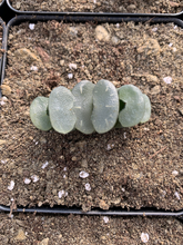 Load image into Gallery viewer, Haworthia Truncata "white porcelain" - April Farm/Rare Succulents