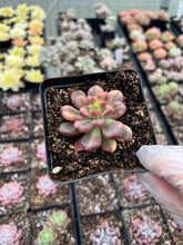 Load image into Gallery viewer, Pachyveria 'Paradoxa' variegated - April Farm/Rare Succulents