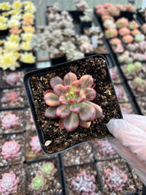 Load image into Gallery viewer, Pachyveria 'Paradoxa' variegated - April Farm/Rare Succulents