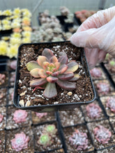Load image into Gallery viewer, Pachyveria 'Paradoxa' variegated - April Farm/Rare Succulents
