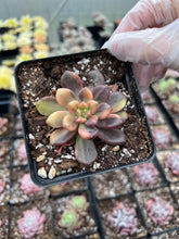Load image into Gallery viewer, Pachyveria 'Paradoxa' variegated - April Farm/Rare Succulents
