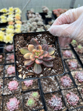 Load image into Gallery viewer, Pachyveria 'Paradoxa' variegated - April Farm/Rare Succulents