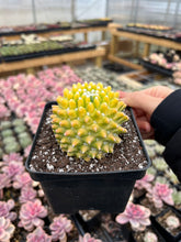Load image into Gallery viewer, Mammillaria Marksiana Variegated - April Farm/Rare Succulents