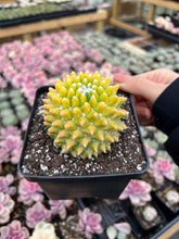 Load image into Gallery viewer, Mammillaria Marksiana Variegated - April Farm/Rare Succulents