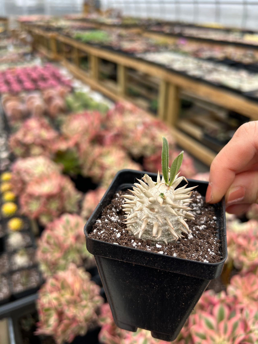 Pachypodium brevicaule x p.densiflorum - April Farm/Rare Succulents