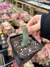 Load image into Gallery viewer, Pseudolithos Caput-Viperae - April Farm/Rare Succulents