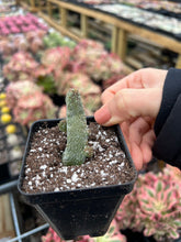 Load image into Gallery viewer, Pseudolithos Caput-Viperae - April Farm/Rare Succulents