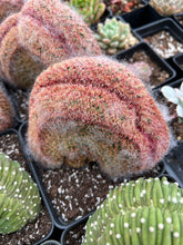 Load image into Gallery viewer, Echinocereus Rigidissimus crested - April Farm/Rare Succulents