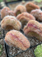 Load image into Gallery viewer, Echinocereus Rigidissimus crested - April Farm/Rare Succulents